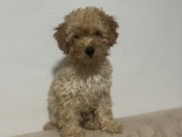 Erkek Güzeli Maltipoo Bebeğim