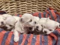 SIFIR NUMARA MALTESE KÖPEKLER
