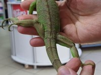 ÇİPLİ CİTESLİ İGUANALAR
