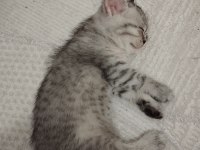 1.5 Aylık Dişi British Shorthair Silver
