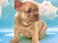 ÜST KALİTE BLUE FAWN FRENCH BULLDOG ERKEK