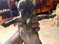 Güzeller güzeli french bulldog bebeklerimiz