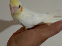 3 aylık sultan papağanı yavrular