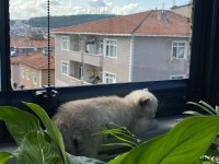 YAVRU KEDİLERİMİZE SICAK YUVA