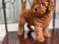 Petmode köpek çiftliğinden toy poldle yavrular