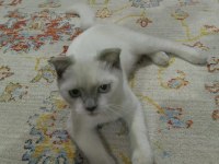 Scottish fold 6 aylık yavru kedimiz
