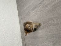 British shorthair black golden