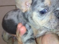 Dişi merle tan anatomi harikası french bulldog