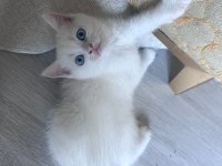 British shorthair yavrularıma yuva arıyorum