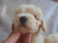 Maltipoo yavrumuz