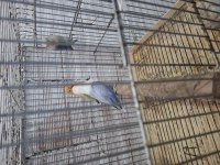 Cennet sevda yetişkin yavru takımlar