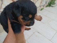 Saf alman rottweiler