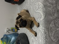 4 Aylık Pug Yavrusu