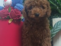 Tatlı Tatlı Poodle Yavrumuz