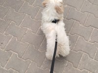 AŞILARI TAM 4.5 AYLIK YAVRU MALTESE
