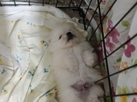 Pomeranian Boo Erkek Ve Dişi Yavrularımız Üst Kalite