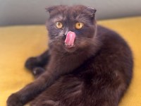 Scottish Fold Kedimiz Gofret İçin Kalıcı Yuva Arıyorum