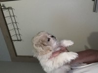 Minik pamuk pekinez köpekler