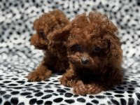 Petmode köpek çiftliğinden tea cup kore poodle