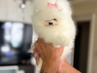 BABY SÜRAT EFSANE DİŞİ POMERANİAN