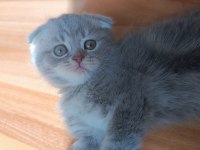 Güzel scottish fold kızım