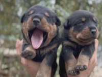 Rottweiler Yavruları
