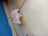 Orjinal hollanda teddy lop tavşan her ile gönderim