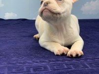MUHTEŞEM KALİTE PLATİN FRENCH BULLDOG DİŞİ