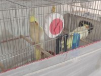Lutino kırmızı göz çift sultan papağanı
