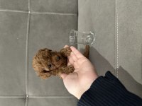 Dişi safkan kore teacup poodle yavruları