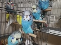 Jumbo ve Show Jumbo Muhabbet Kuşu Yavrular