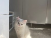 Birtish shorthair erkek