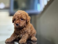 Toy poodle dişi erkek