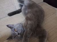 Kedimi ücretsiz sahiplendirmek istiyorum