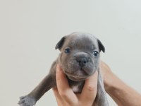 Rezerveye açık french bulldog yavrular