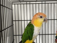 Caique Papağanı (Kayık Papağanı)