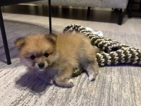 2 Aylık Pomeranian Boo Yavru