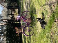 5 aylık french bulldog