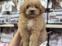 Maltipoo Yavrumuz İlk Aşıları Yapıldı