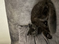Ücretsiz erkek british shorthair
