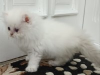 golden british AY point longhair