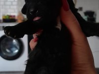 TOY POODLE - ERKEK
