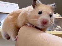 HAMSTER GONZALES YAVRULAR HERYERE GÖNDERİM
