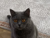 British shorthair 1,5 yaşında dişi