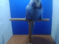 MUHABBET KUŞU ŞOV JUMBO ANKARA