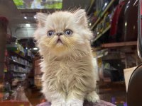 Scottish fold ve british her cins kaliteli yavru kedilerimiz
