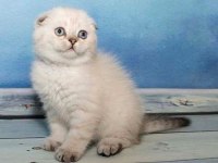 Göz Alıcı Renk Tonlarıyla Safkan Scottish Fold