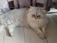 British longhair acil satılık kısırlaştırılmadı