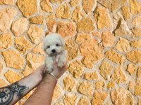 TÜY DÖKMEYEN MALTESE TERRİER BEBEKLER