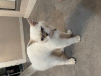 Kısırlaştırılmış 7 aylık british shorthair çok akıllı